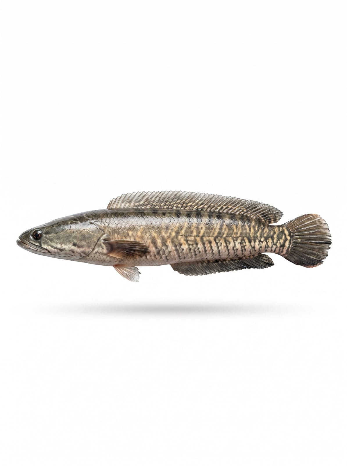 Shol Fish Per Kg 1200 Tk